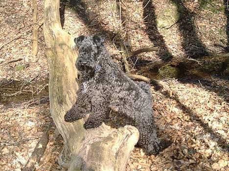 Kerry blue terrier Kordes Unique Dream - Kiki på tur i skoven - næsten 2 år gammel billede 11