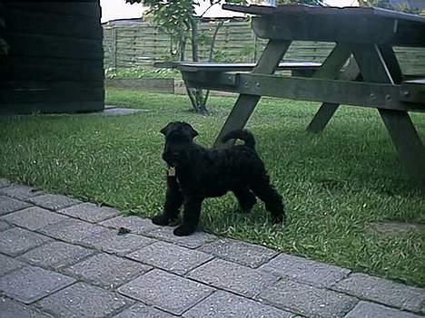 Kerry blue terrier Kordes Unique Dream - Bette Kiki i haven - 9 uger gammel billede 12