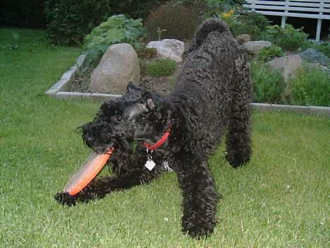 Kerry blue terrier Kordes Unique Dream - Også MIN Frisbee *grrr* den skal møffes...  billede 14
