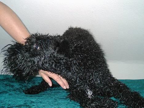 Kerry blue terrier Kordes Unique Dream - Ååååh VIL du ikke nok have min rigtig våde pels og krop på dig!?  billede 15