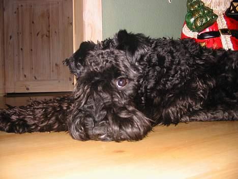 Kerry blue terrier Kordes Unique Dream - Er jeg ikke bare dejlig? billede 16