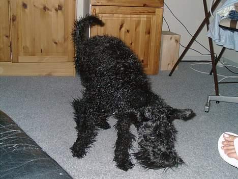 Kerry blue terrier Kordes Unique Dream - Fuldstændig tosset - Bambi på glatis. Hun har lige overlevet et bad... billede 17