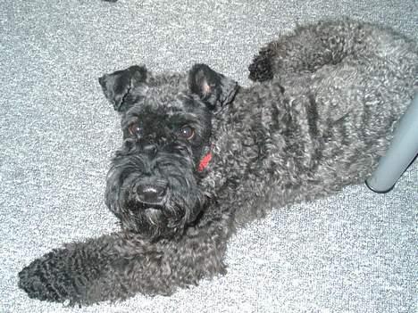 Kerry blue terrier Kordes Unique Dream - Sagde du noget? (Hvor har jeg kønne øjne...) billede 18