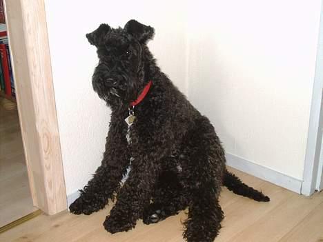 Kerry blue terrier Kordes Unique Dream - Her sidder jeg - på rumpen... billede 19