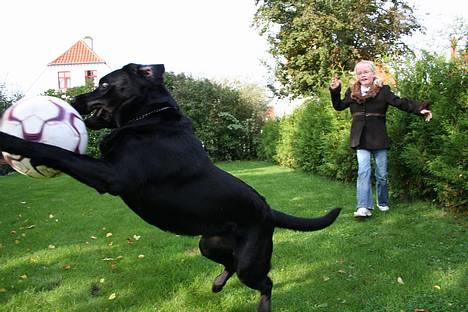 Labrador retriever *Freja* (Min MulMul) - hehe sjovt billed :P Fotograf: Mig (Anna 13 år) billede 20