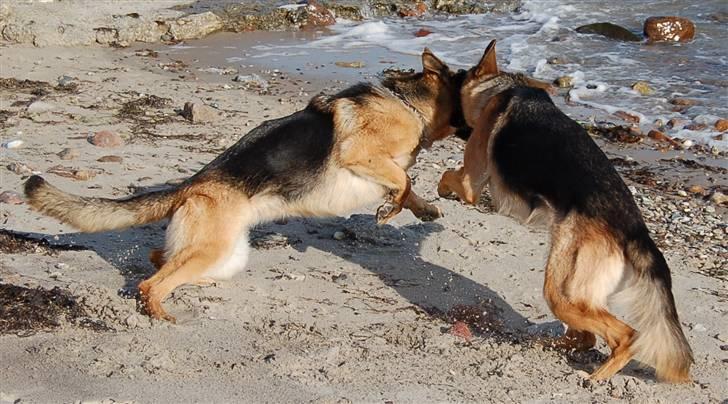 Schæferhund Smed´s Clarissa/ Luna - Tøserne ved vandet, Maj 2008 billede 14