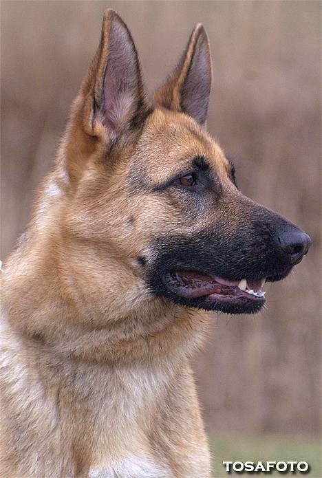 Schæferhund Smed´s Clarissa/ Luna -  April 06, taget af Tosafoto. billede 15