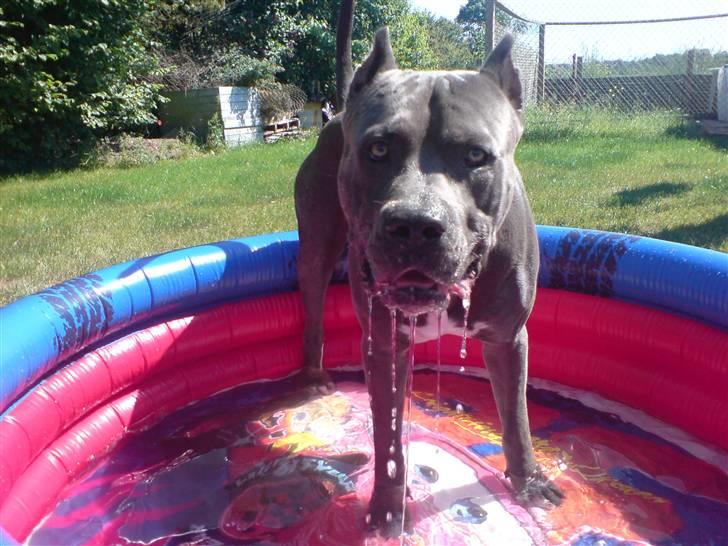 Amerikansk staffordshire terrier Bonzo *Himmelhund, den smukkeste af alle* - Gad vide hvem der drikker alt vandet??? *6/6-08* billede 3
