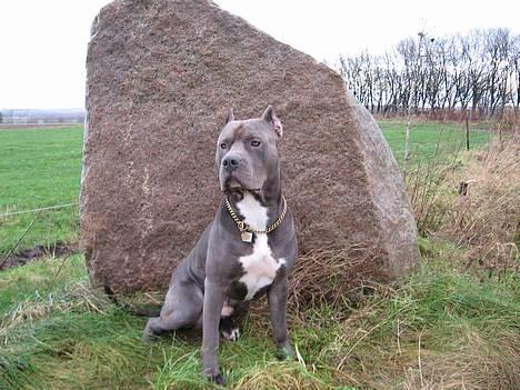 Amerikansk staffordshire terrier Bonzo *Himmelhund, den smukkeste af alle* - Den nye hotte model... billede 4