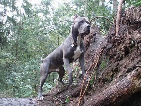 Amerikansk staffordshire terrier Bonzo *Himmelhund, den smukkeste af alle* - Kongen af skoven den 4/10-06 billede 5