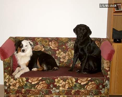 Australian shepherd Olga - Ja det er altså vores sofa ! billede 7