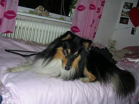Shetland sheepdog  Wiegun Chang - Chang oppe i min seng .. (: billede 11