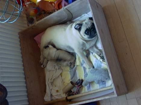 Mops Celine - Celine billede 4