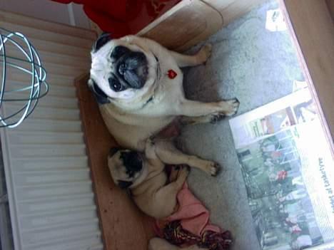 Mops Celine - Celine billede 5