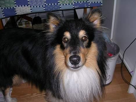 Shetland sheepdog  Wiegun Chang - "Hvad ?!" billede 14