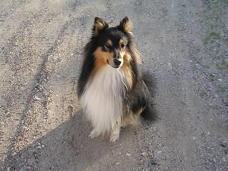 Shetland sheepdog  Wiegun Chang - nyt sommerbillede  billede 15