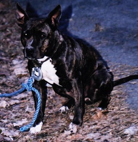Amerikansk staffordshire terrier Betty Boop Magic Charm billede 12