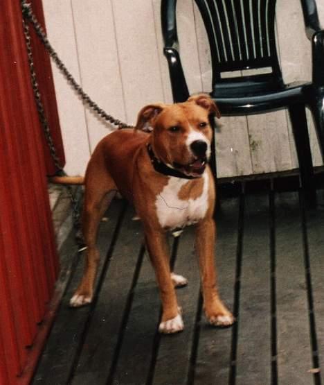 Amerikansk staffordshire terrier Chika's Lille Lemmy - 6mnd gammel og stor som ett lite hus.. billede 12