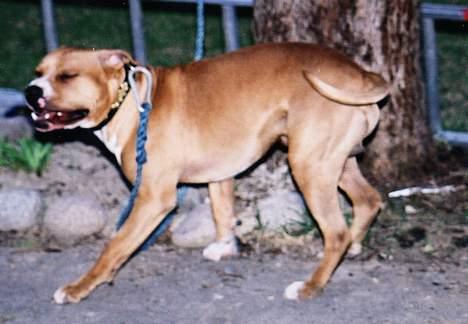 Amerikansk staffordshire terrier Chika's Lille Lemmy - "Jeg er så glad i dag mamma!" billede 13