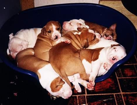 Amerikansk staffordshire terrier Chika's Lille Lemmy - Vi er så trøtte vi.. billede 14