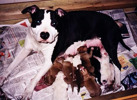 Amerikansk staffordshire terrier Chika's Lille Lemmy - En stolt Chika med alle sine 8 valper.. billede 15