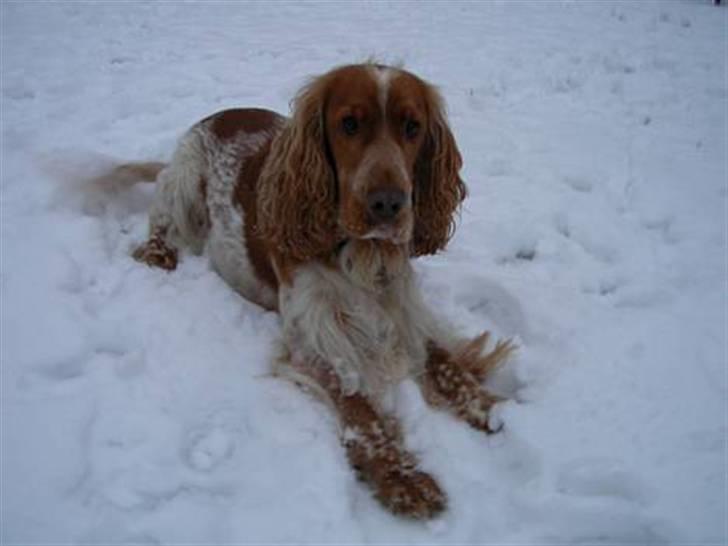 Cocker spaniel Vaks 16./5. billede 16