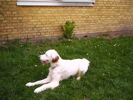 Engelsk setter Cheik billede 1