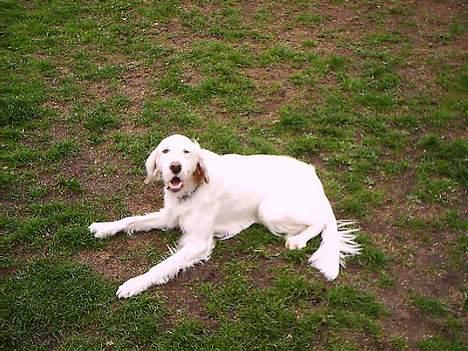 Engelsk setter Cheik - hej hej  billede 2