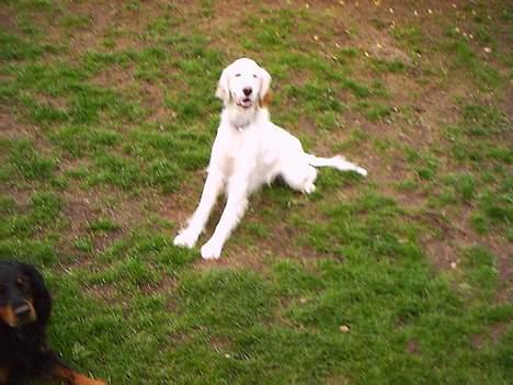 Engelsk setter Cheik billede 3