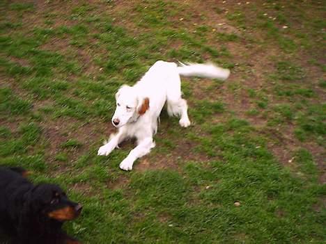 Engelsk setter Cheik - kom nu! leg nu med mig Fie billede 4