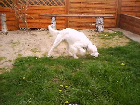 Engelsk setter Cheik billede 5