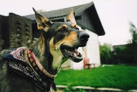 Blanding af racer  Plet<3 billede 1