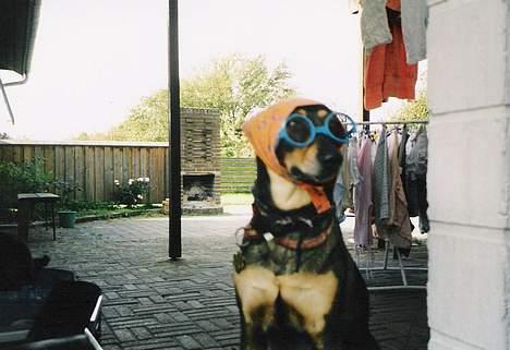 Blanding af racer  Plet<3 billede 2