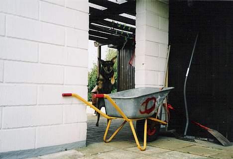 Blanding af racer  Plet<3 billede 3