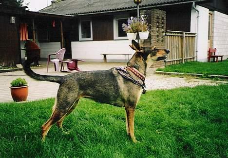 Blanding af racer  Plet<3 billede 4