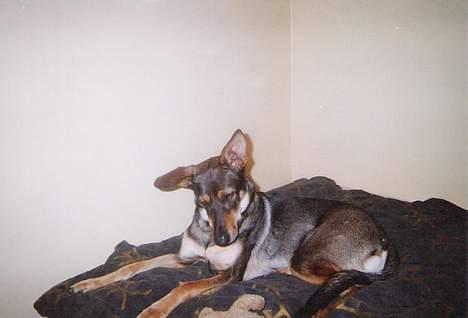 Blanding af racer  Plet<3 billede 5