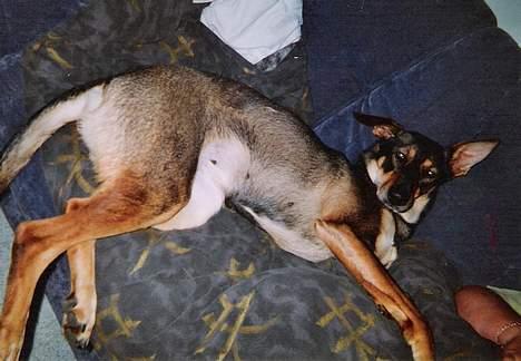 Blanding af racer  Plet<3 billede 6