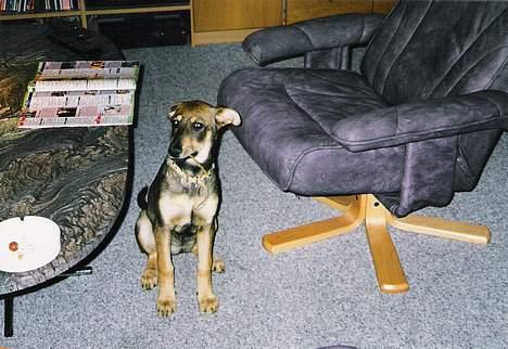 Blanding af racer  Plet<3 billede 7