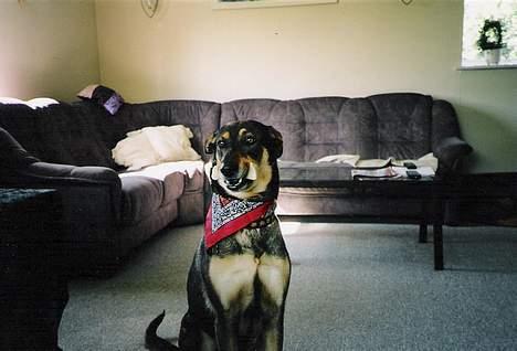 Blanding af racer  Plet<3 billede 9