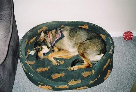 Blanding af racer  Plet<3 billede 10