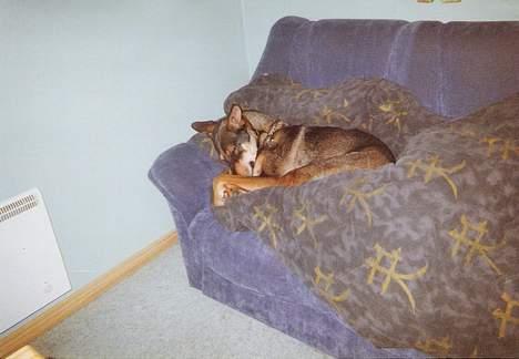 Blanding af racer  Plet<3 billede 11