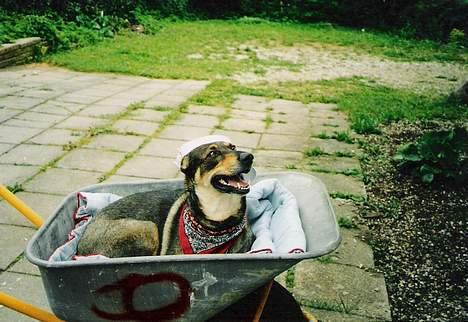 Blanding af racer  Plet<3 billede 12