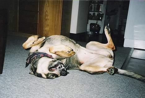 Blanding af racer  Plet<3 billede 13