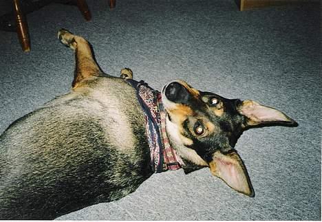 Blanding af racer  Plet<3 billede 14