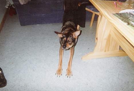 Blanding af racer  Plet<3 billede 16