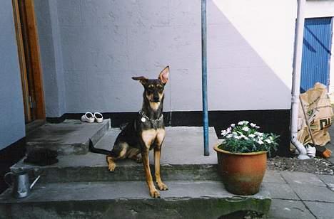 Blanding af racer  Plet<3 billede 17