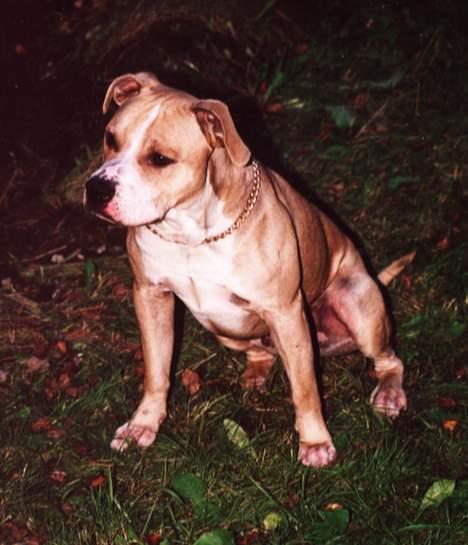 Amerikansk staffordshire terrier Chika's Lille Lemmy - Dette er Lemmy´s pappa, Fant! Far og sønn er enda likere i virkeligheten! billede 16