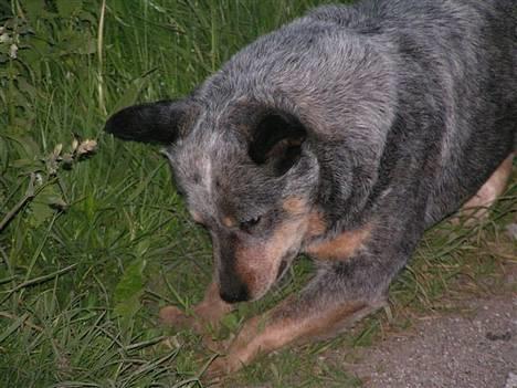 Australsk cattledog Dinky billede 1