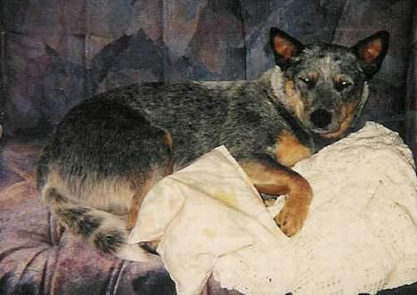 Australsk cattledog Dinky - " ALtså mor skal du ta et billede nu jeg SOVER! " billede 2