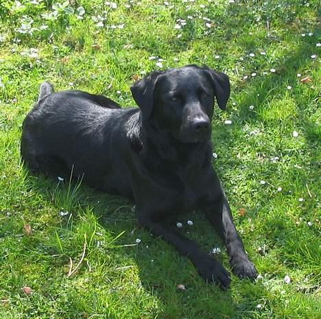 Labrador retriever Pepper - hun ligger lige lidt solen og hygger sig billede 1
